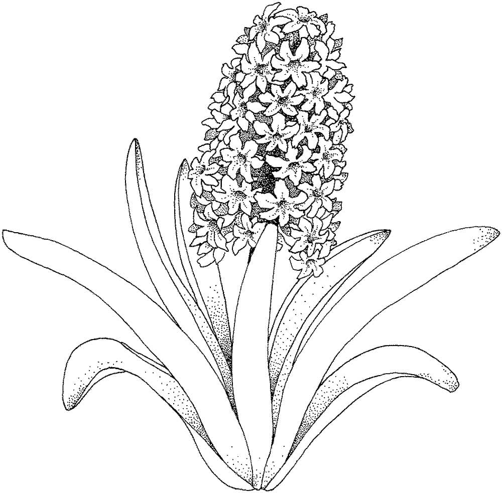 Цветы гиацинт раскраска детская