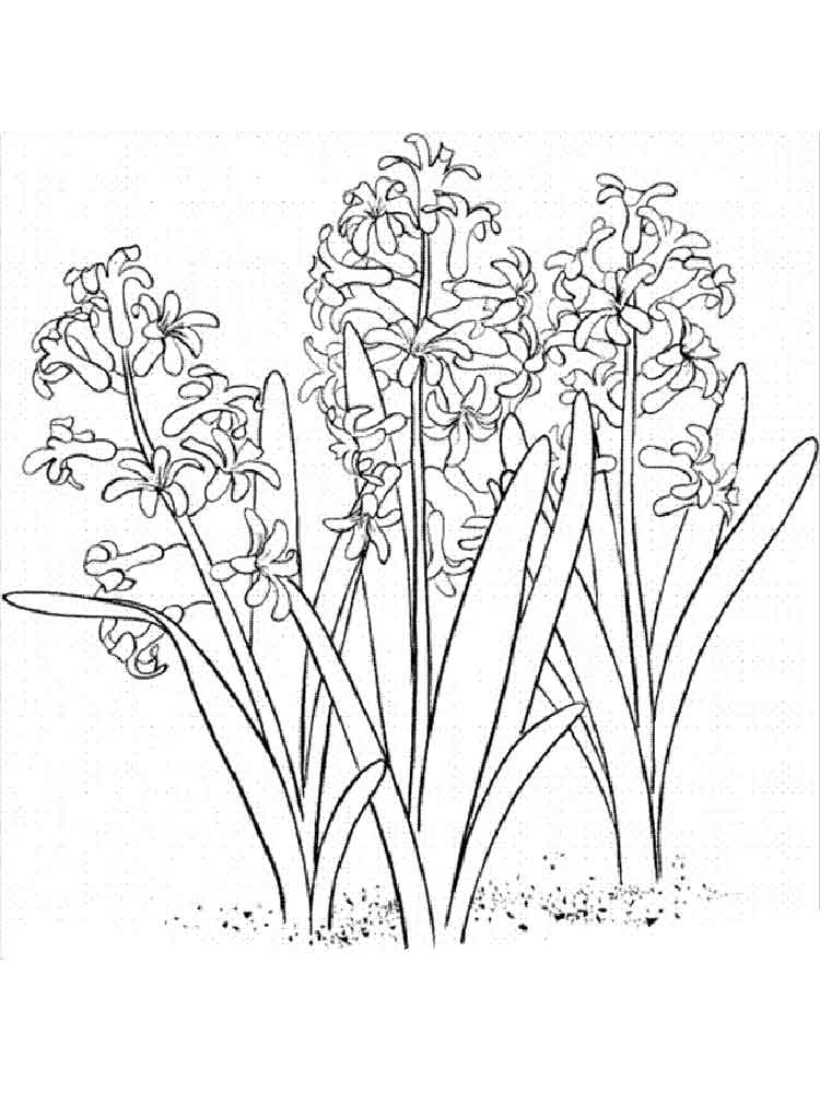 Красивые цветы гиацинт