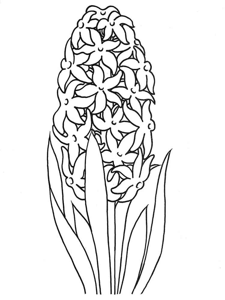 Printable Hyacint Flowers Template