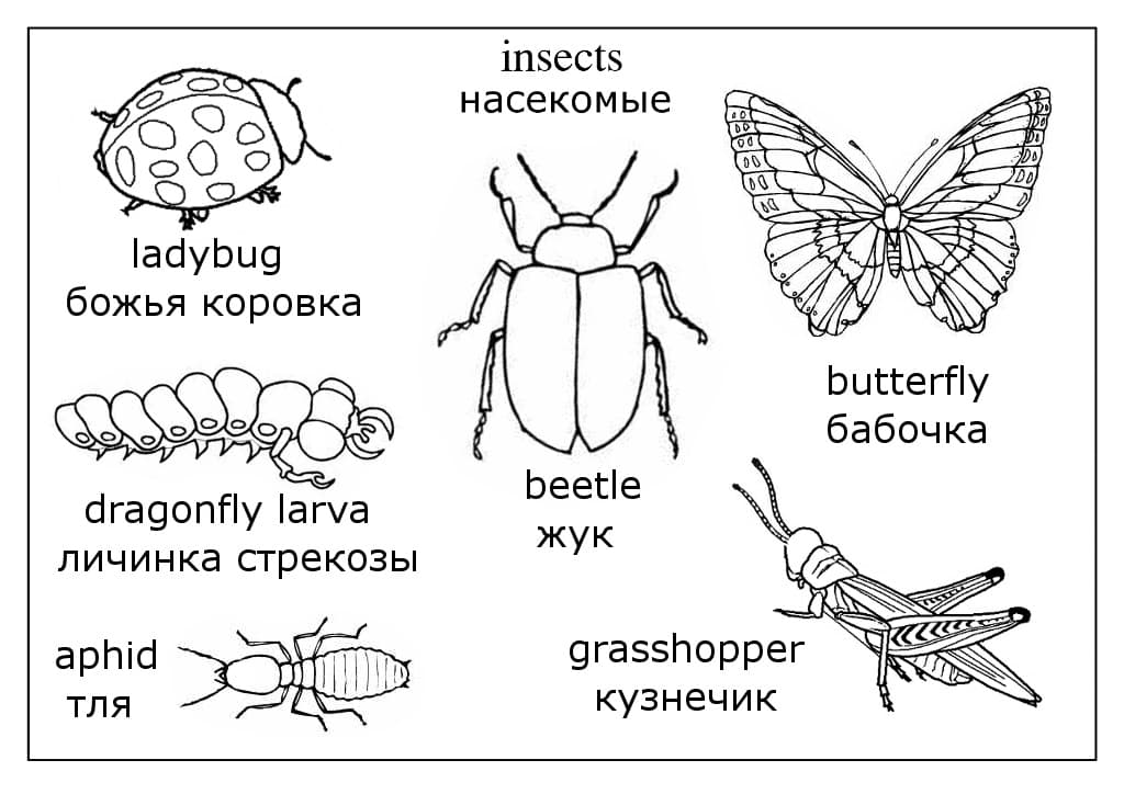 Виды насекомых