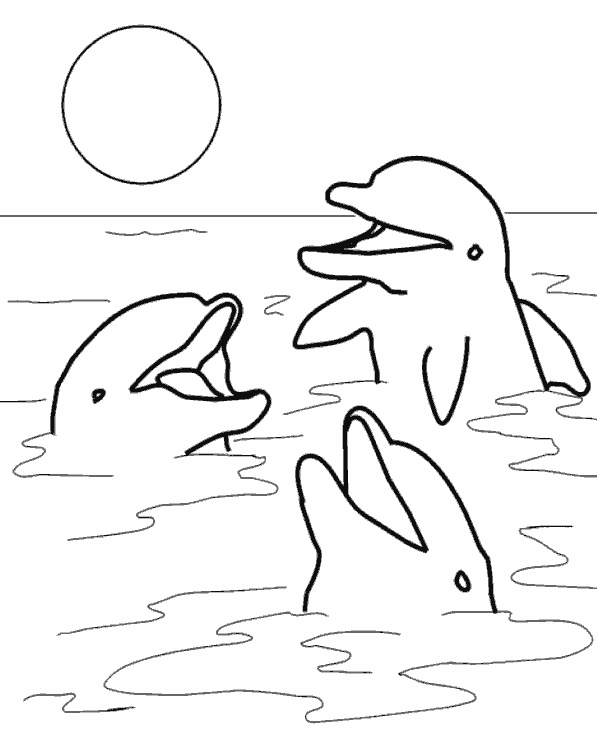 Дельфины и солнце