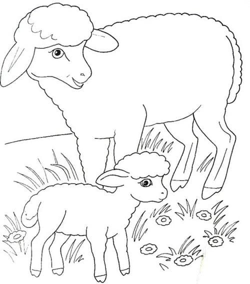 Две овечки раскраска детская