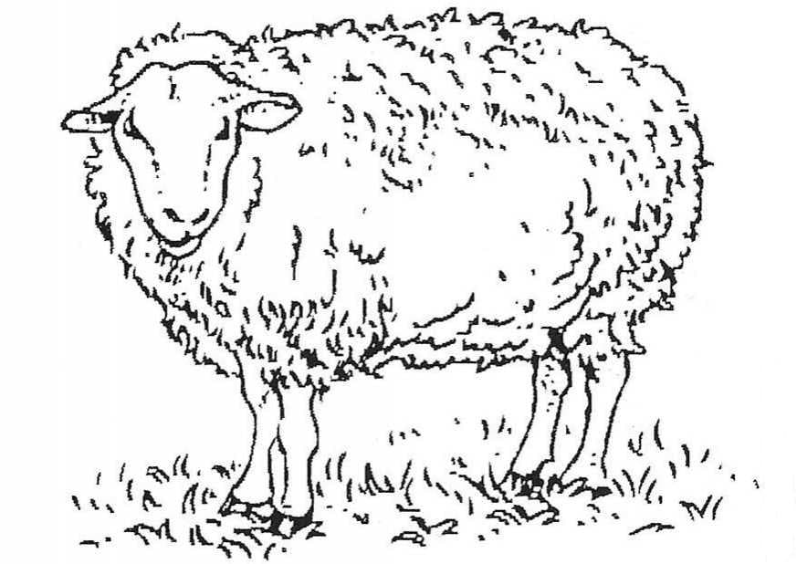 Овца антистресс