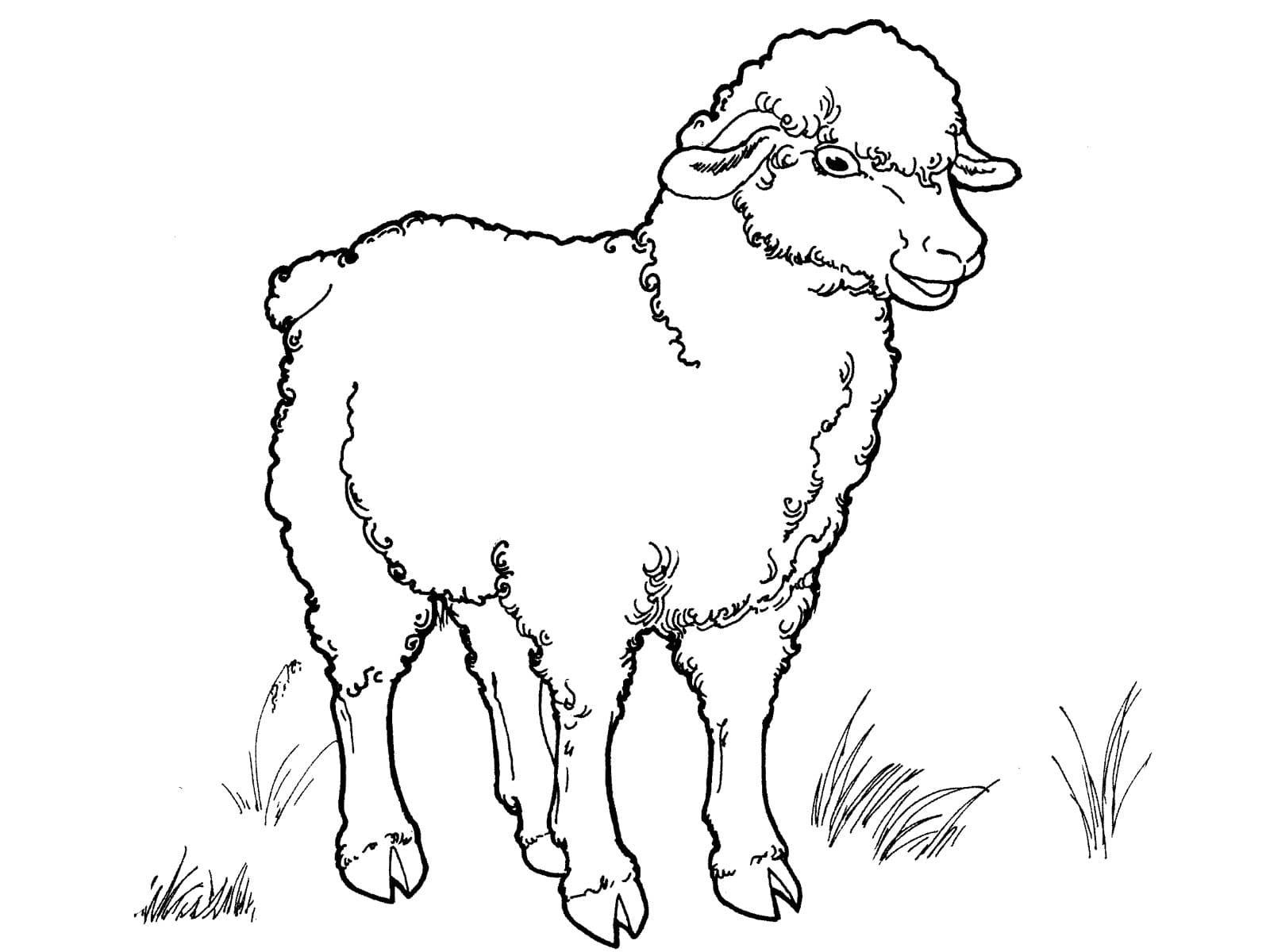 Овца и трава