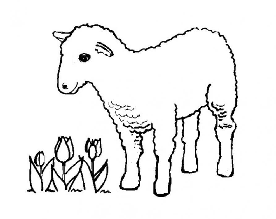 Овца и тюльпаны