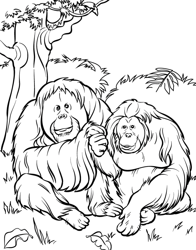 Две большие гориллы