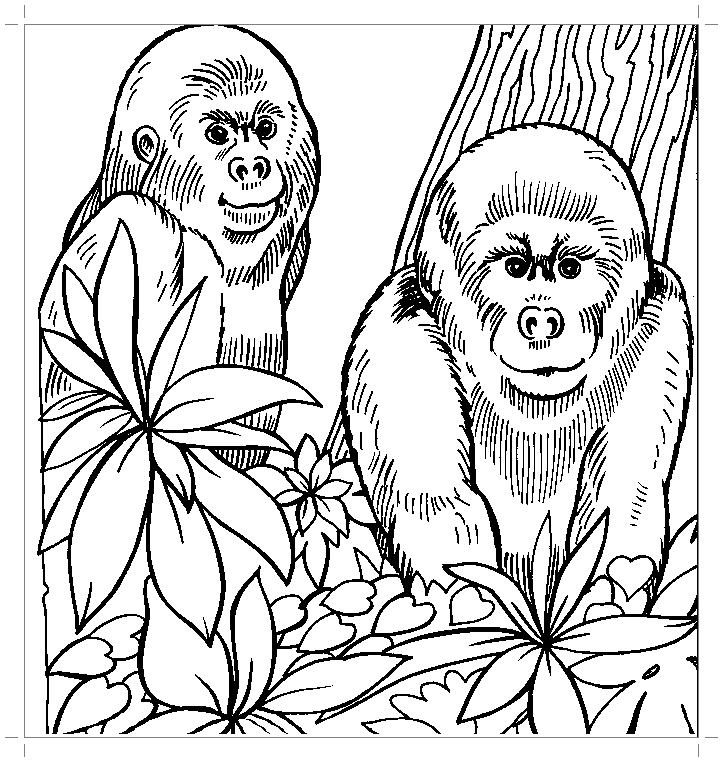 Маленькие гориллы