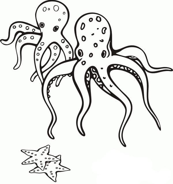 Осьминоги с морскими звездами