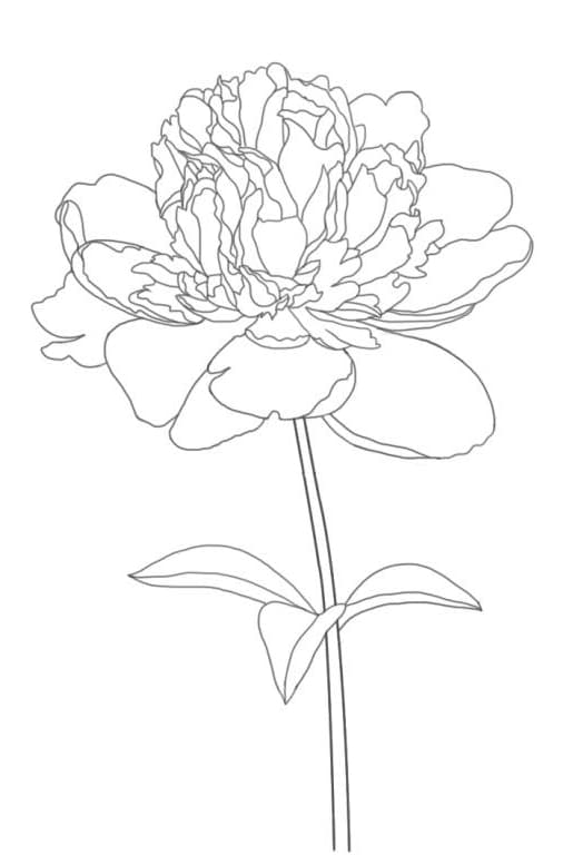 Раскраска цветок пион с лепестками