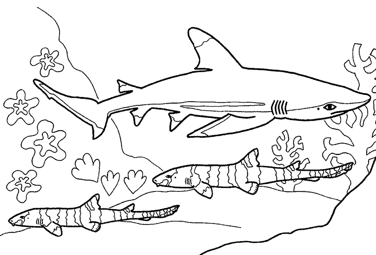 Акула и водоросли