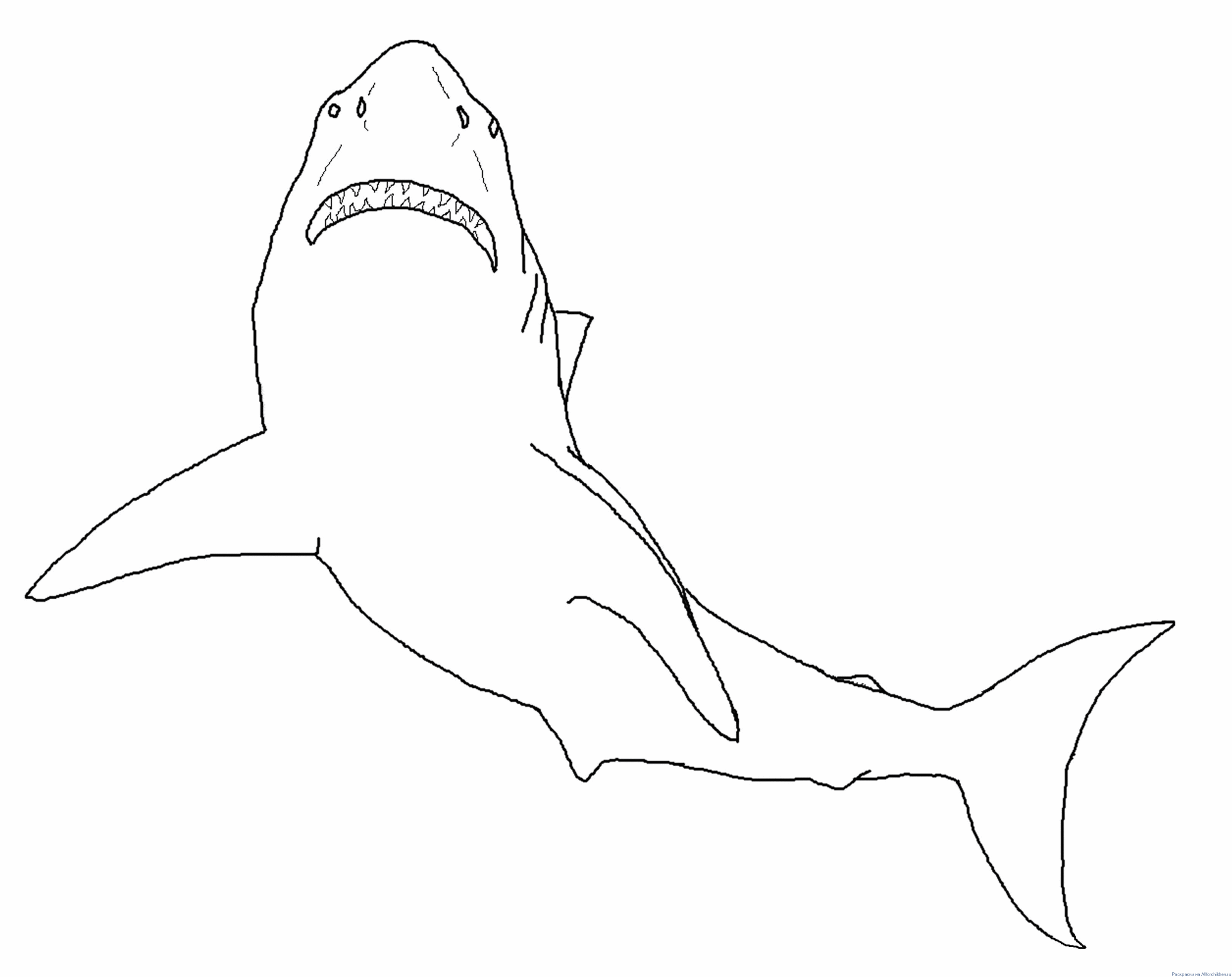 Акула раскраска детская