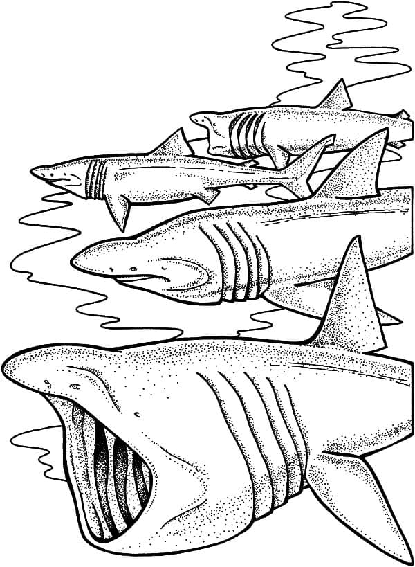 Четыре акулы