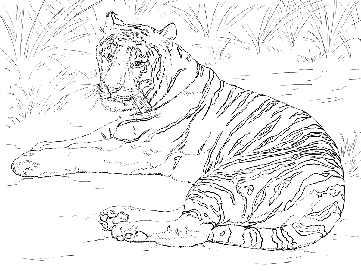Тигр детская раскраска