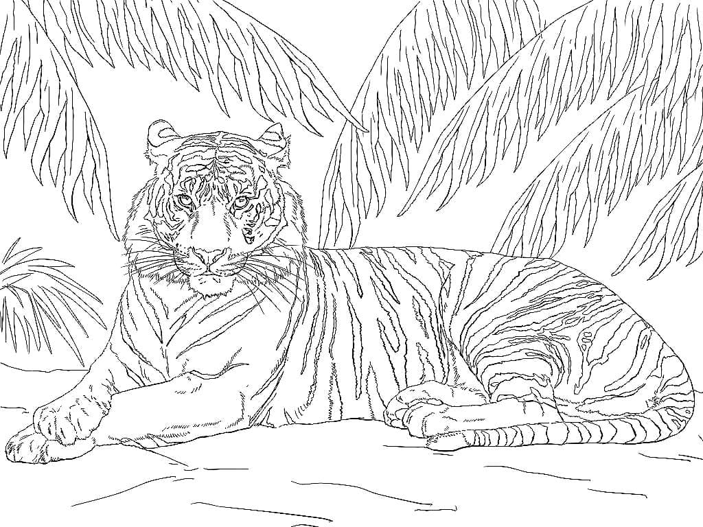 Тигр спрятался в тени