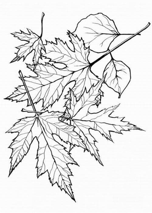 Раскраска Листок пышного дерева граб распечатать - Листья