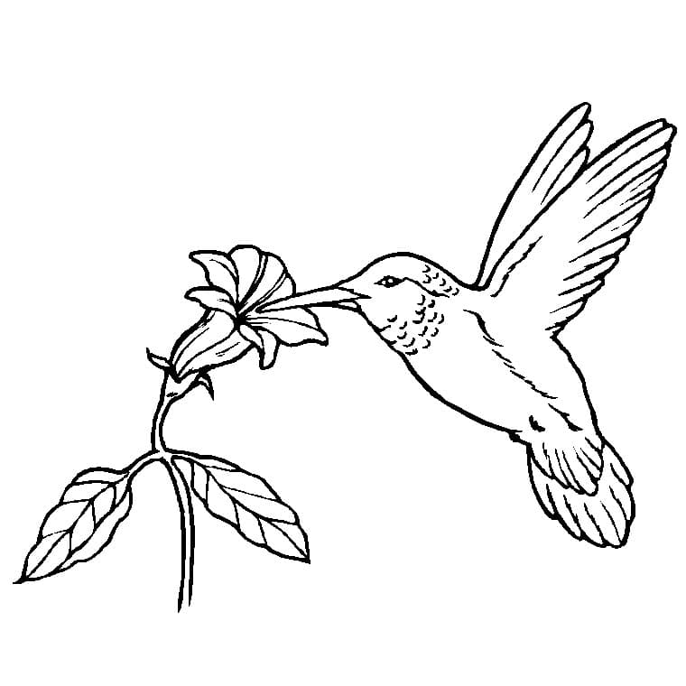 Колибри ест из цветка