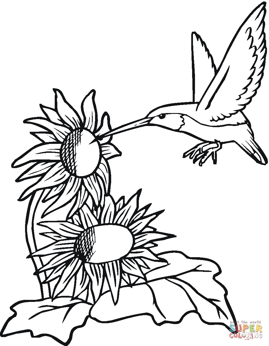 Колибри кушает с цветочка