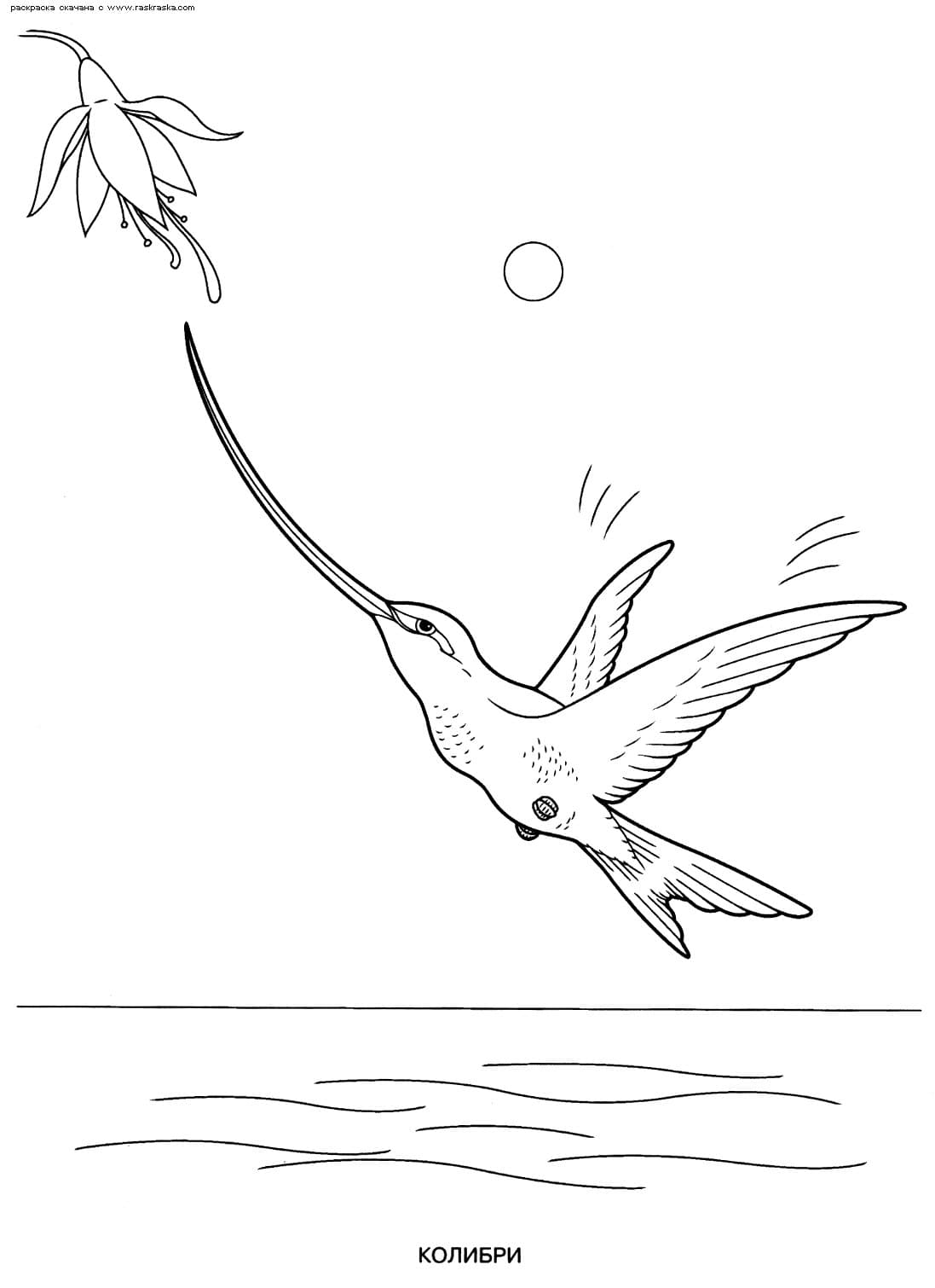 Колибри с длинным носом