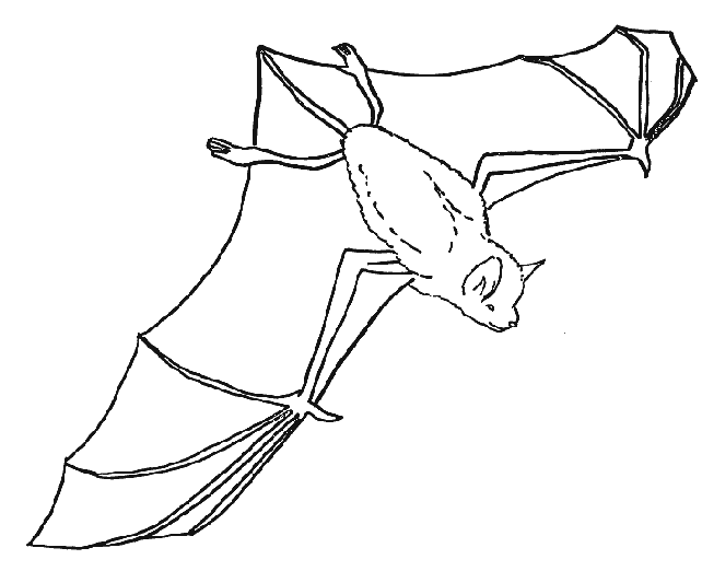 Картинка летучая мышь