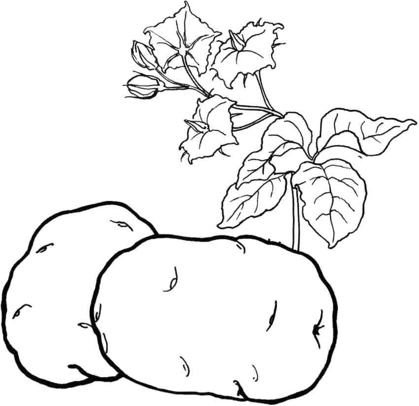 Раскраска картофель