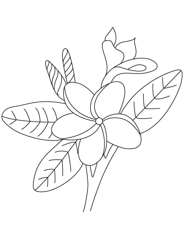 Цветок жасмин с узорами