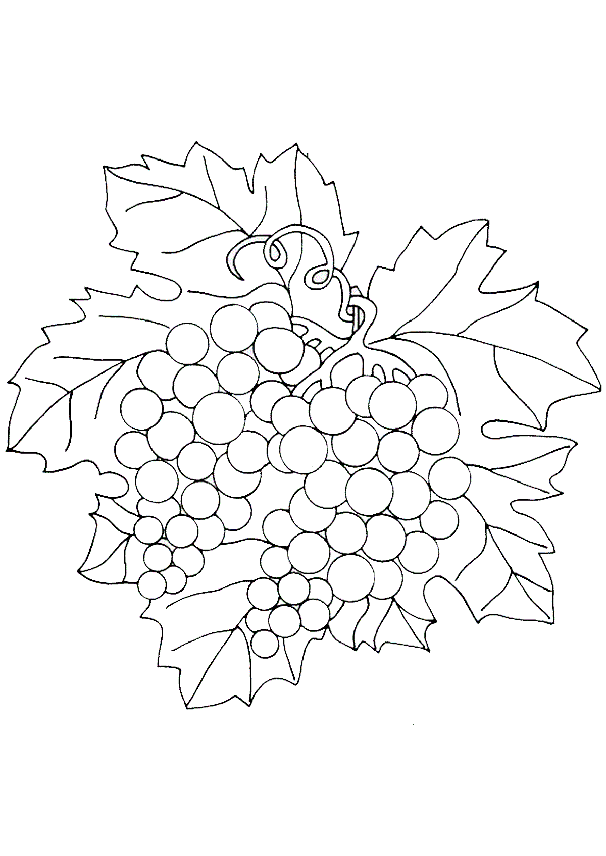 Грозди винограда раскраска детская