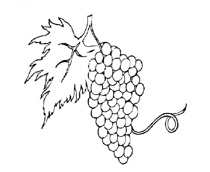 Раскраска детская кисточка винограда