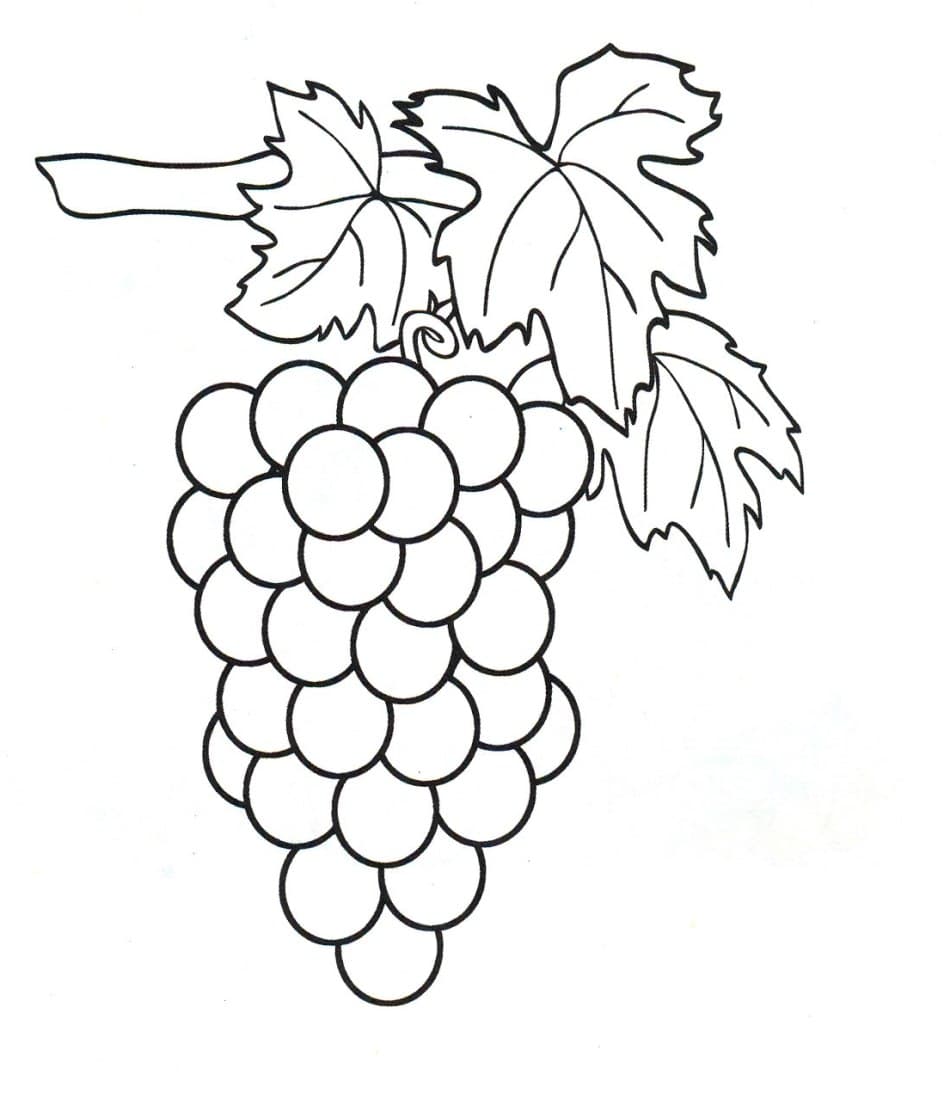 Раскраска для детей виноград