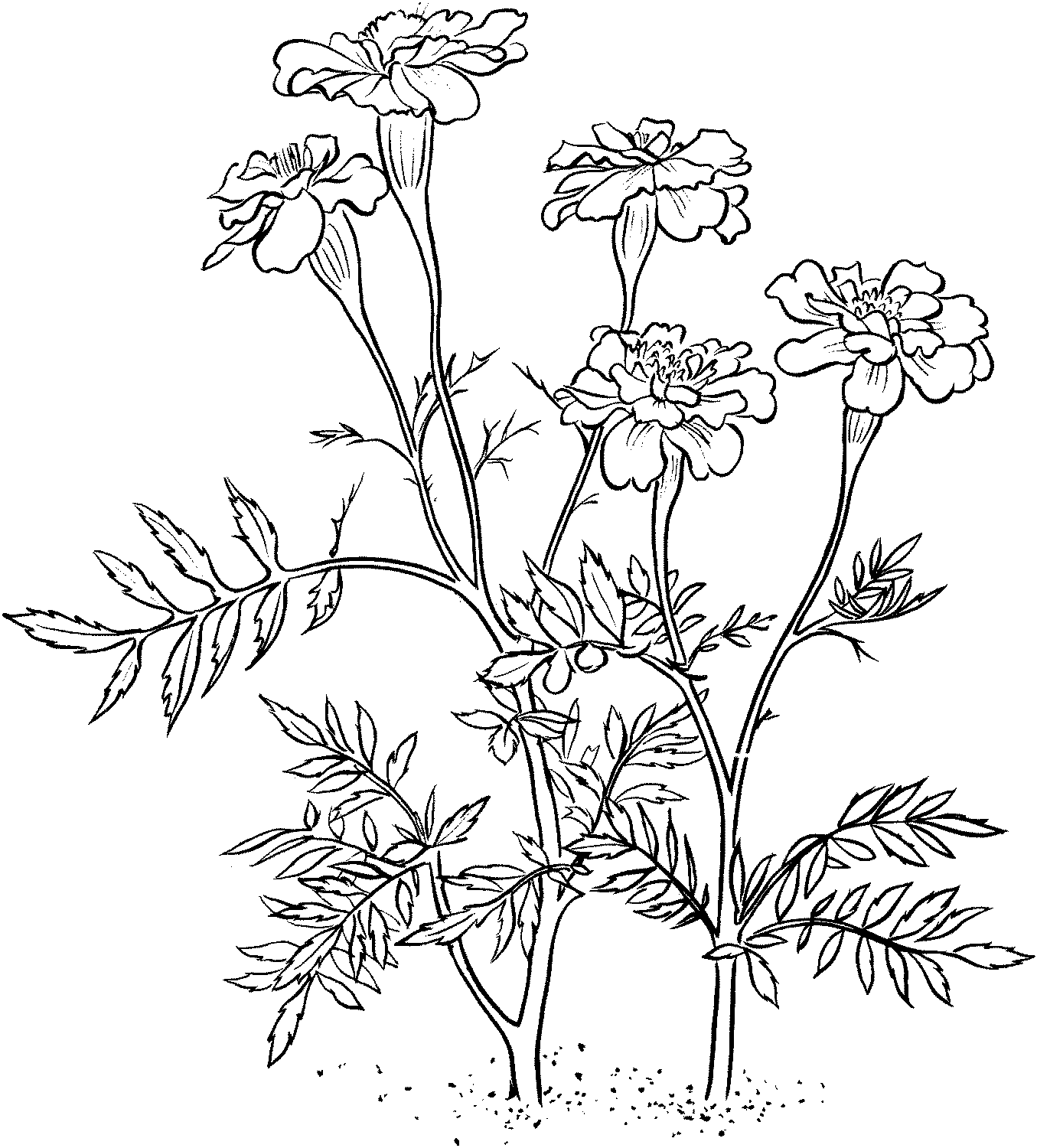 Цветы бархатцы