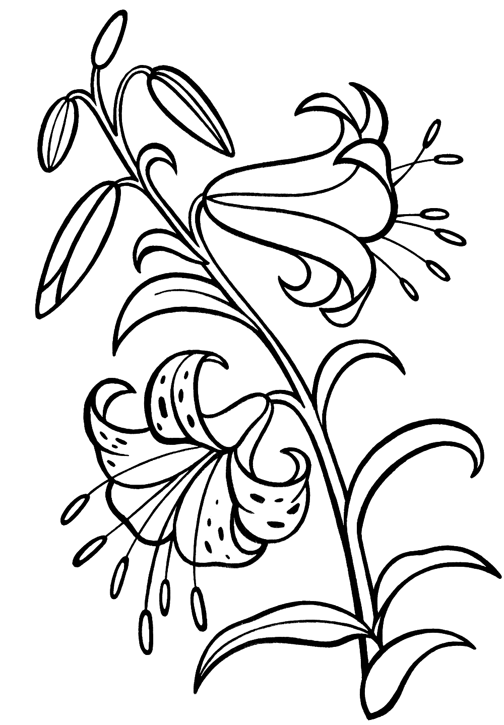 Раскраска лилия