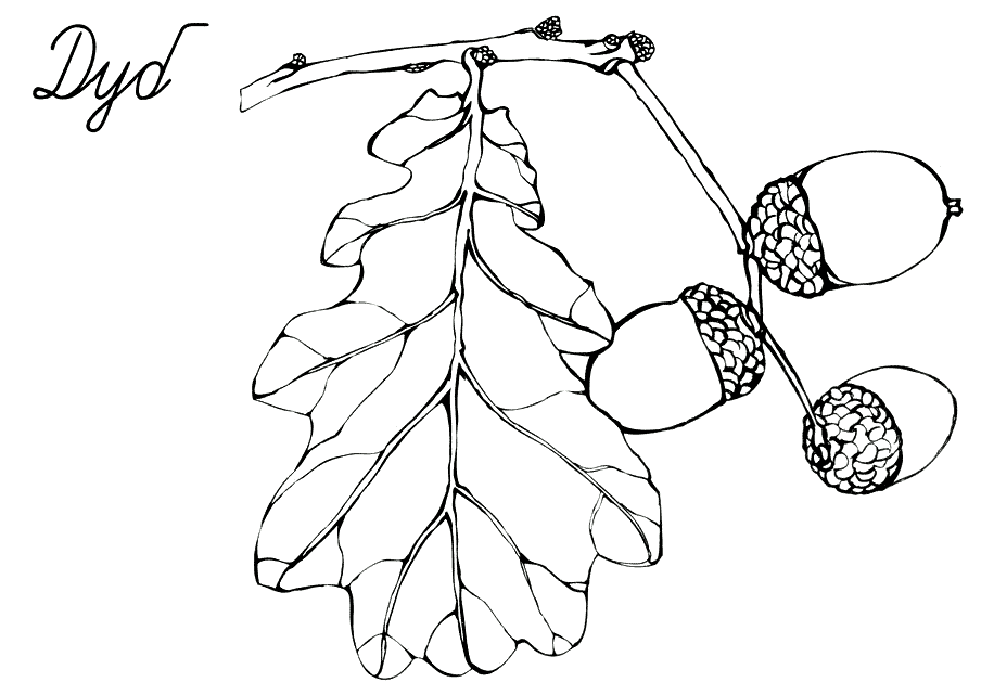 Лист дуба с желудями раскраска
