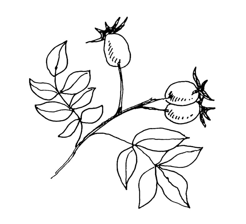 Шиповник и листья