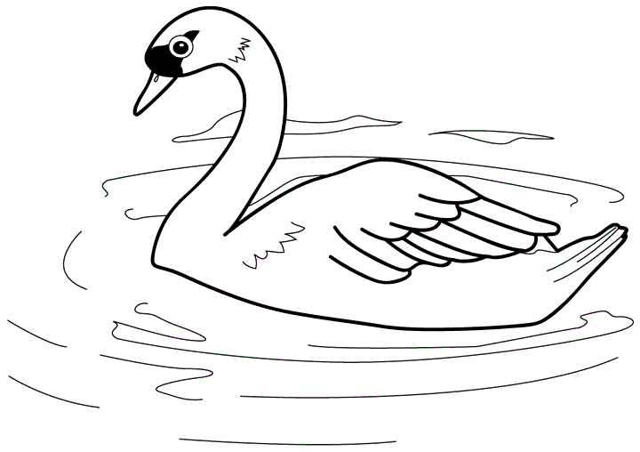 Лебедь в воде