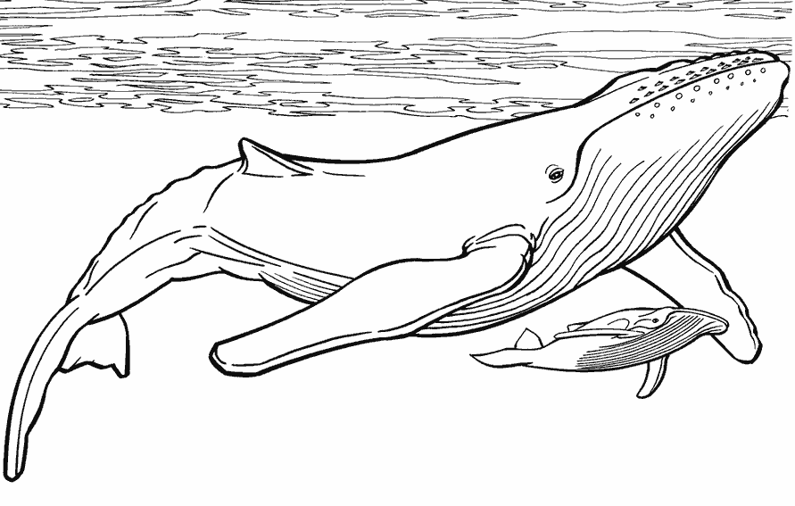 Два кита