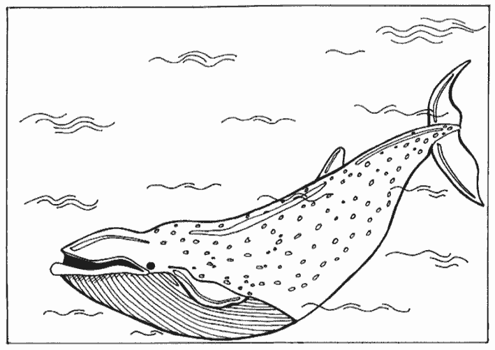 Пятнистый кит