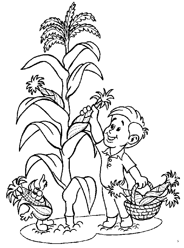 Мальчик срывает кукурузу