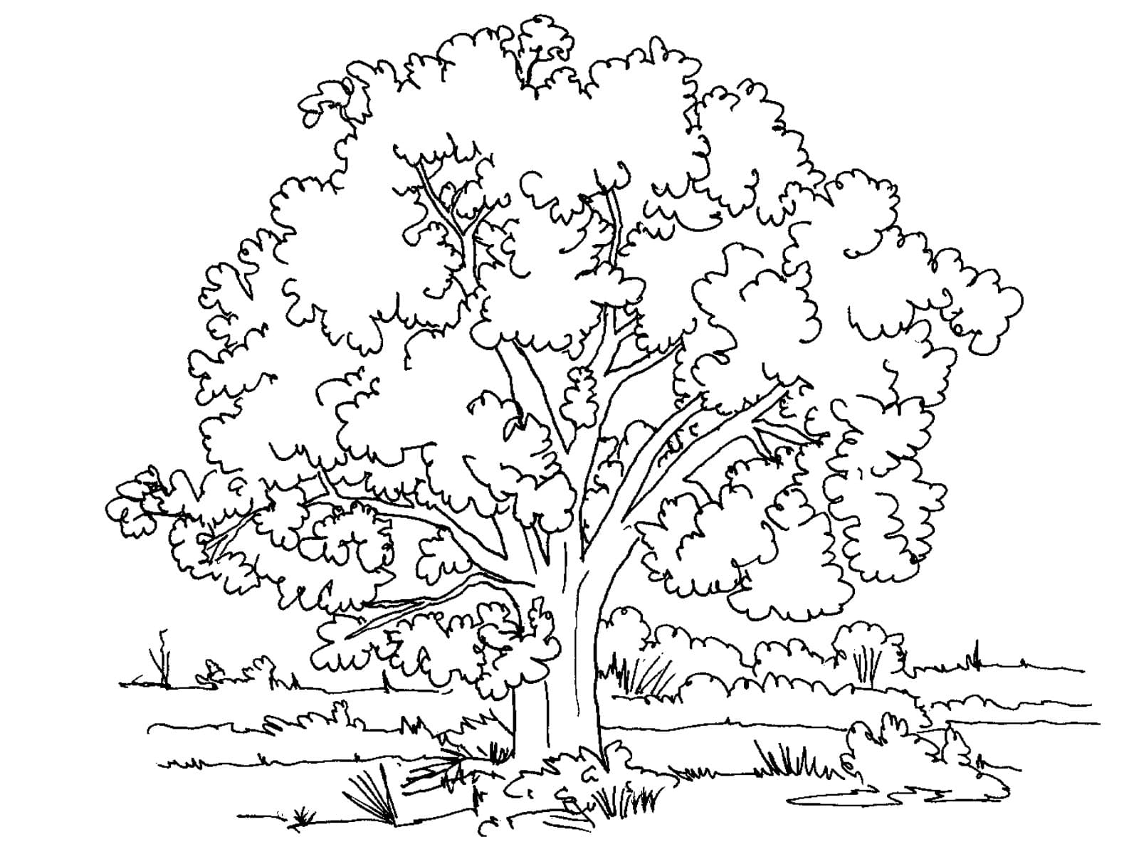 Ёольшое дерево