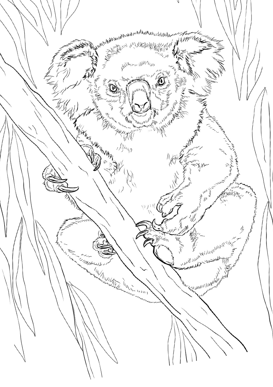 Большая коала