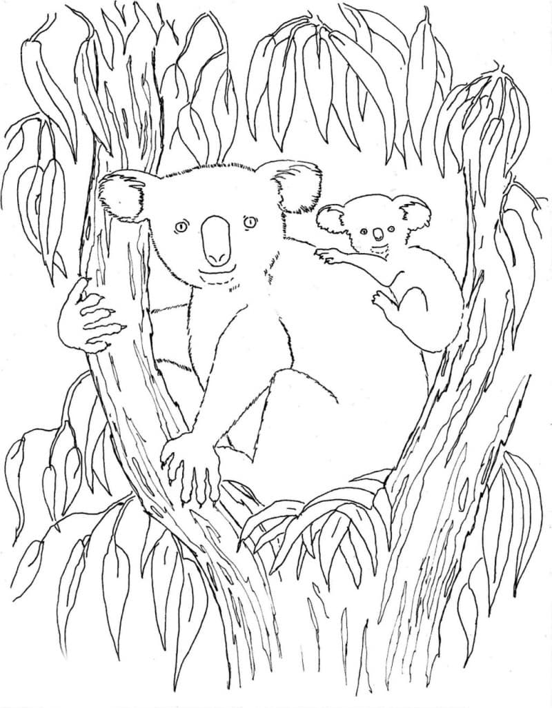 Коала с ребенком на дереве