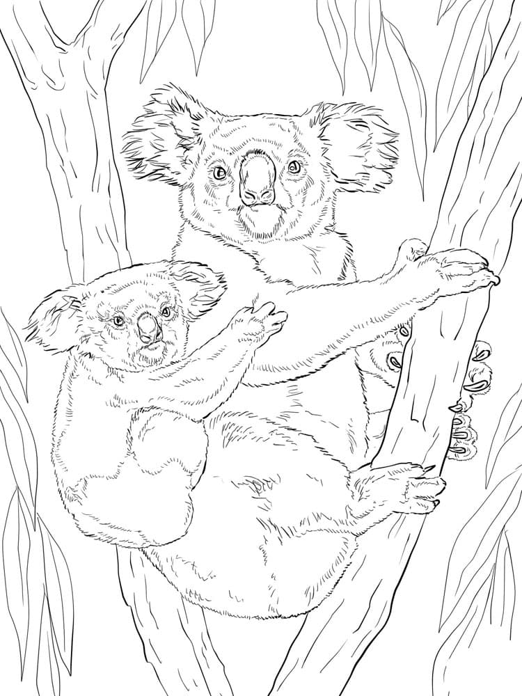 Маленькая коала на спине у мамы