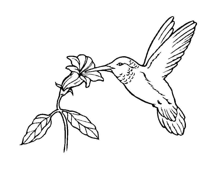 Колибри и цветочек