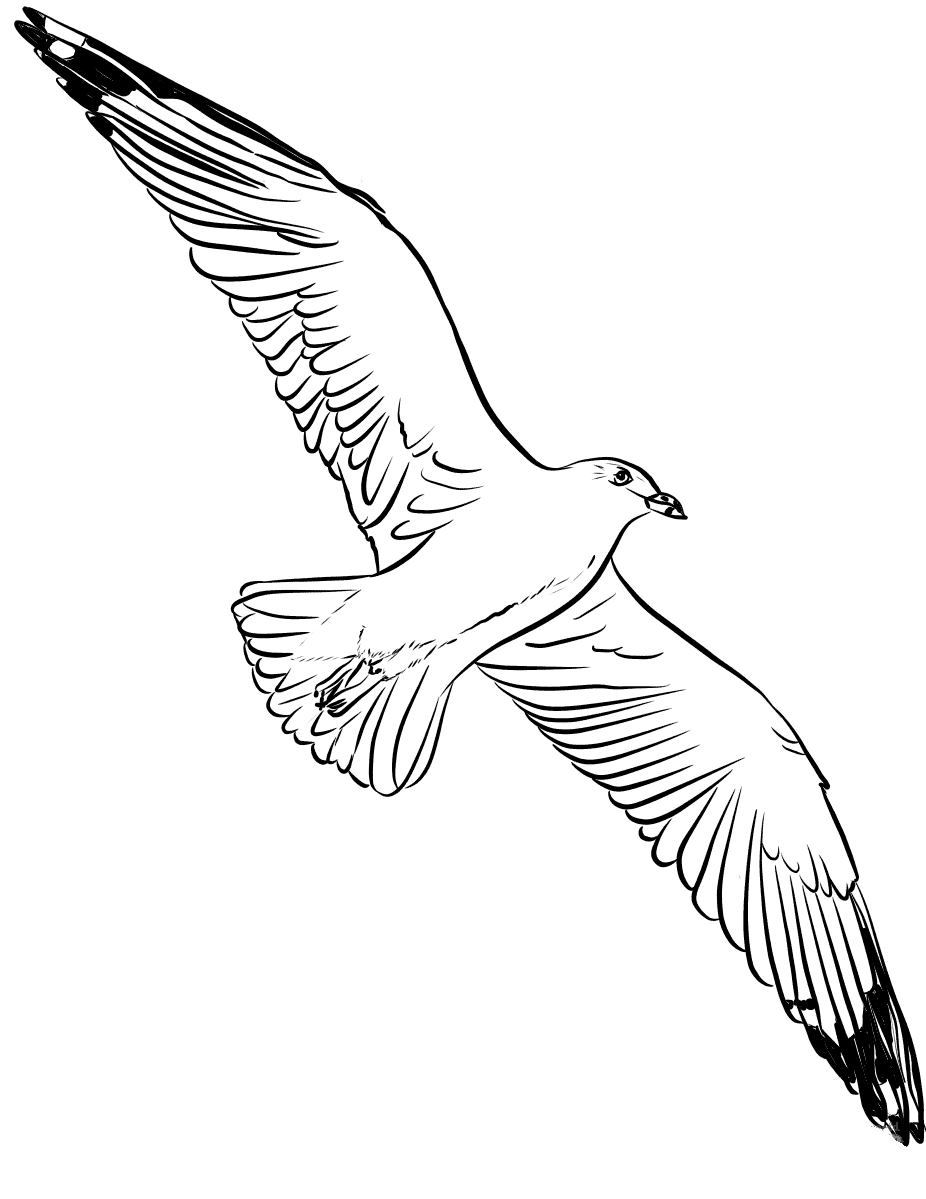 Раскраска чайка