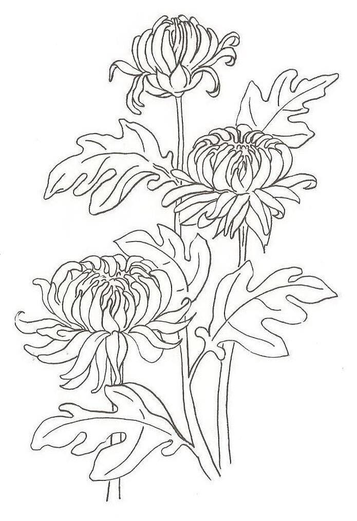 Цветы хризантемы