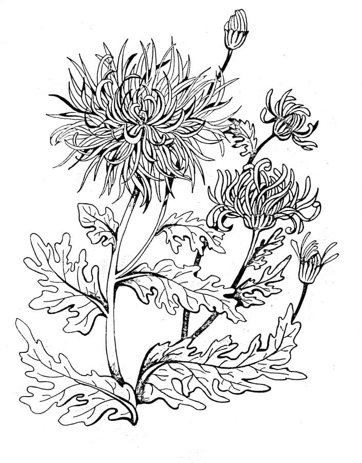 Детская раскраска цветок хризантема