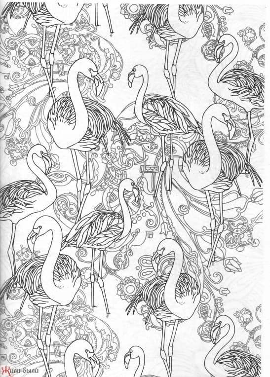 Много птиц фламинго антистресс