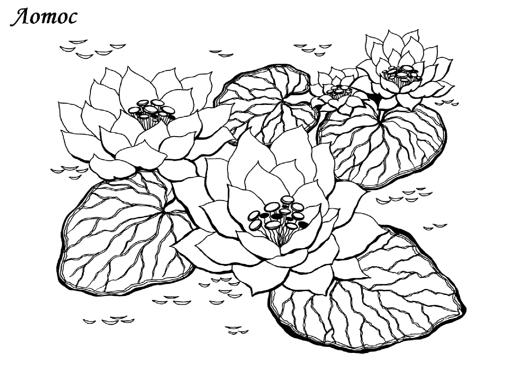 Лотос цветок