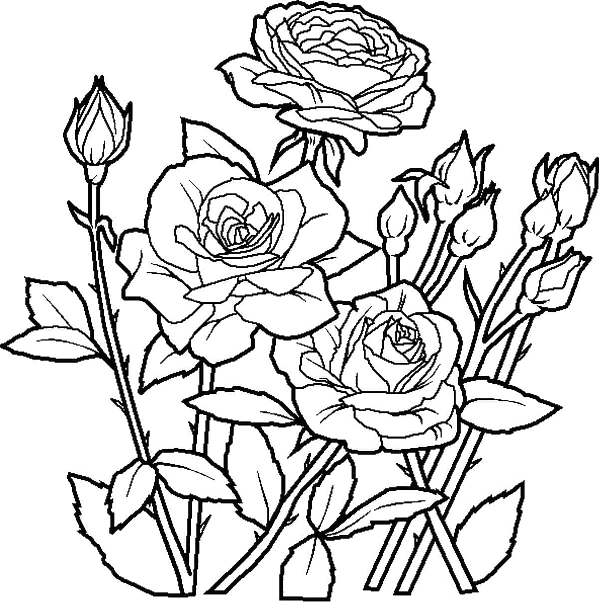 Розы раскраска для взрослых