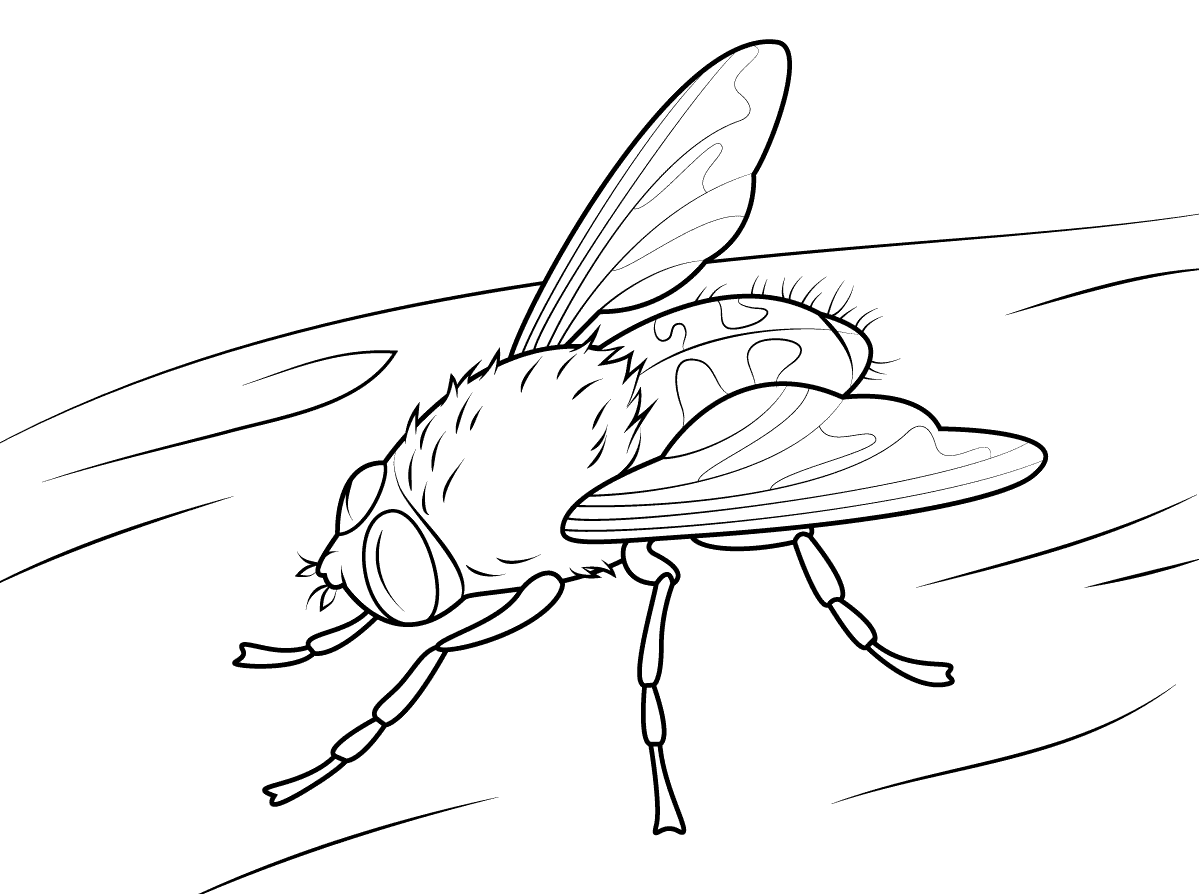 Детская раскраска муха