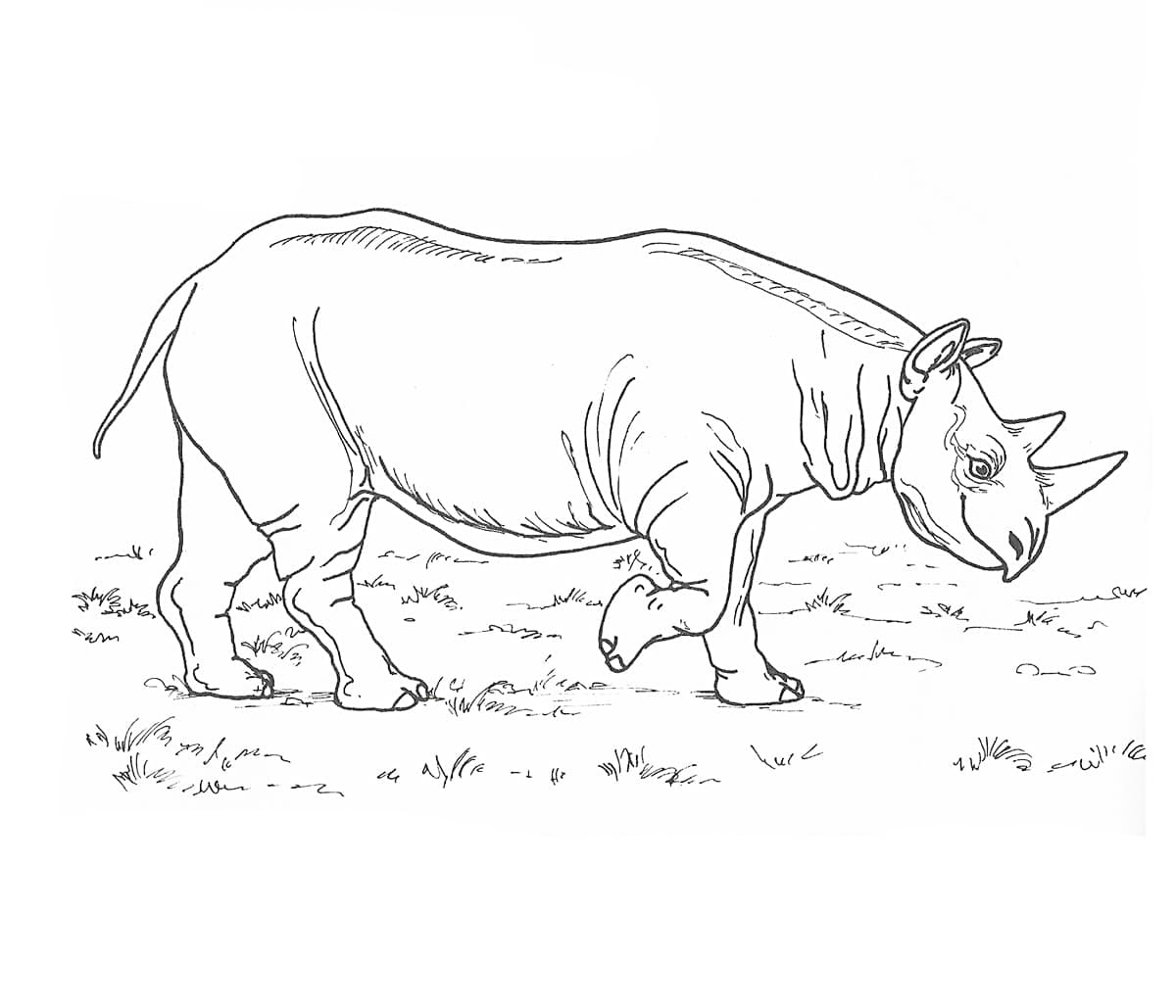 Детская раскраска носорог
