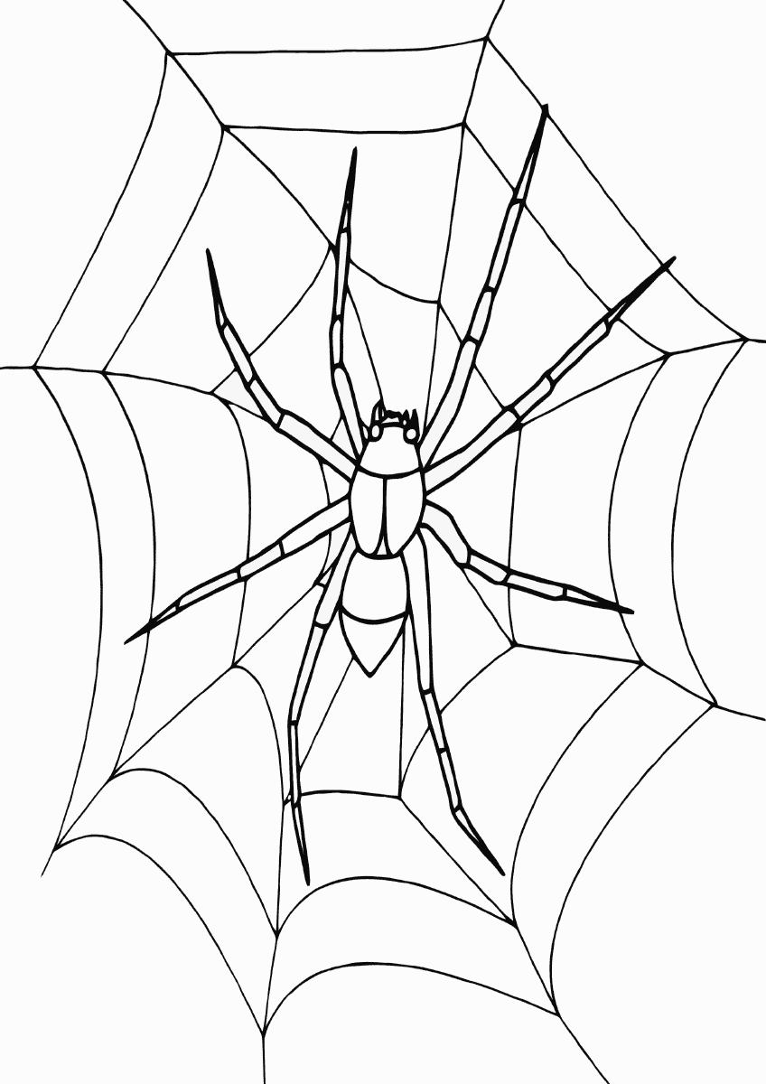 Большой паук на паутине